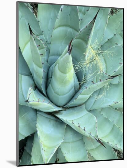 Agave Growing in Organ Pipe Cactus National Monument, Ajo Mountains, Arizona, USA-Scott T. Smith-Mounted Photographic Print