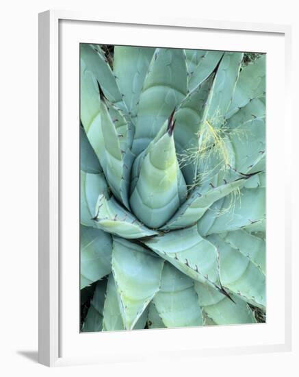 Agave Growing in Organ Pipe Cactus National Monument, Ajo Mountains, Arizona, USA-Scott T. Smith-Framed Photographic Print