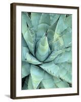 Agave Growing in Organ Pipe Cactus National Monument, Ajo Mountains, Arizona, USA-Scott T. Smith-Framed Photographic Print