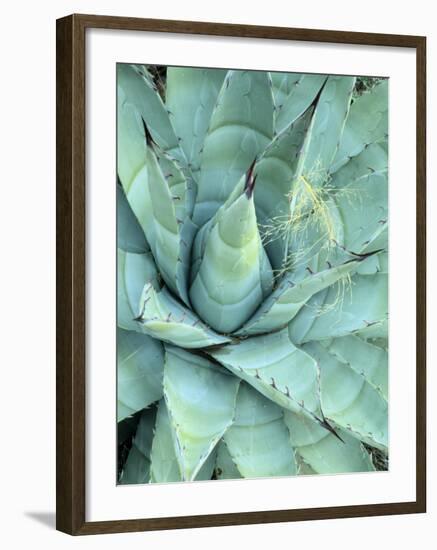 Agave Growing in Organ Pipe Cactus National Monument, Ajo Mountains, Arizona, USA-Scott T. Smith-Framed Photographic Print