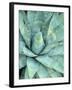 Agave Growing in Organ Pipe Cactus National Monument, Ajo Mountains, Arizona, USA-Scott T. Smith-Framed Photographic Print