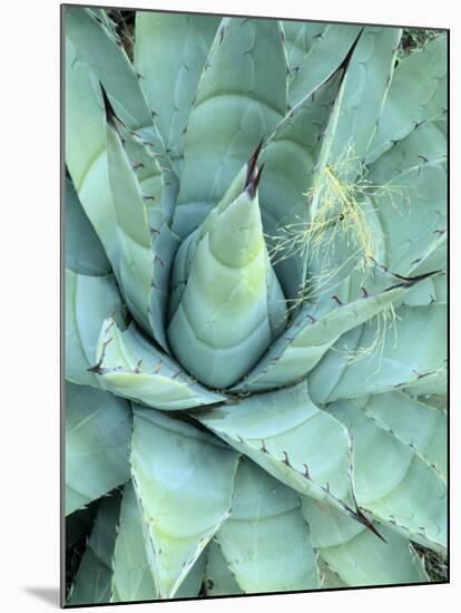 Agave Growing in Organ Pipe Cactus National Monument, Ajo Mountains, Arizona, USA-Scott T. Smith-Mounted Photographic Print