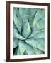 Agave Growing in Organ Pipe Cactus National Monument, Ajo Mountains, Arizona, USA-Scott T. Smith-Framed Photographic Print