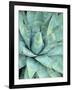 Agave Growing in Organ Pipe Cactus National Monument, Ajo Mountains, Arizona, USA-Scott T. Smith-Framed Photographic Print