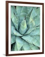 Agave Growing in Organ Pipe Cactus National Monument, Ajo Mountains, Arizona, USA-Scott T. Smith-Framed Photographic Print