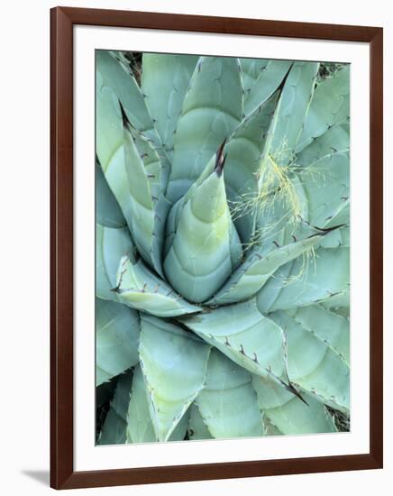 Agave Growing in Organ Pipe Cactus National Monument, Ajo Mountains, Arizona, USA-Scott T. Smith-Framed Photographic Print