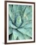 Agave Growing in Organ Pipe Cactus National Monument, Ajo Mountains, Arizona, USA-Scott T. Smith-Framed Photographic Print