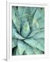 Agave Growing in Organ Pipe Cactus National Monument, Ajo Mountains, Arizona, USA-Scott T. Smith-Framed Photographic Print