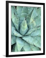 Agave Growing in Organ Pipe Cactus National Monument, Ajo Mountains, Arizona, USA-Scott T. Smith-Framed Photographic Print