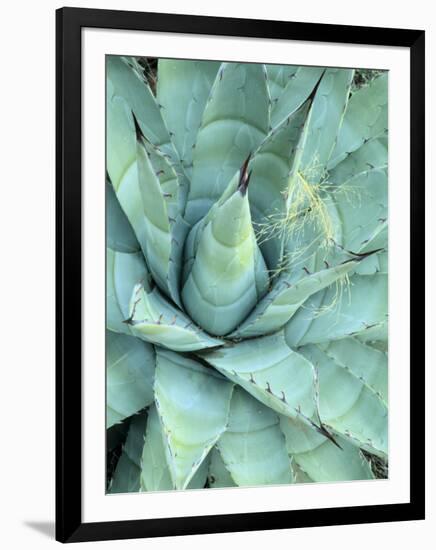 Agave Growing in Organ Pipe Cactus National Monument, Ajo Mountains, Arizona, USA-Scott T. Smith-Framed Photographic Print