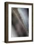 Agave Growing in the Forest-Terry Eggers-Framed Photographic Print