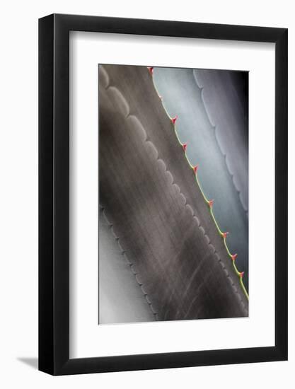 Agave Growing in the Forest-Terry Eggers-Framed Photographic Print
