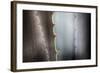 Agave Growing in the Forest-Terry Eggers-Framed Photographic Print