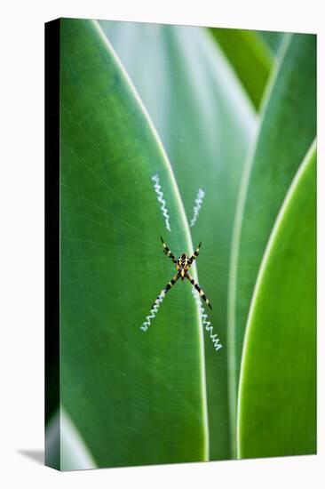 Agave Growing with Spider Web Attached-Terry Eggers-Stretched Canvas