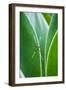 Agave Growing with Spider Web Attached-Terry Eggers-Framed Photographic Print