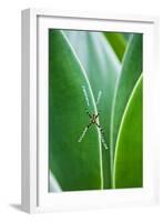 Agave Growing with Spider Web Attached-Terry Eggers-Framed Photographic Print