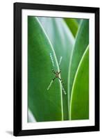 Agave Growing with Spider Web Attached-Terry Eggers-Framed Photographic Print