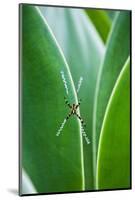 Agave Growing with Spider Web Attached-Terry Eggers-Mounted Photographic Print
