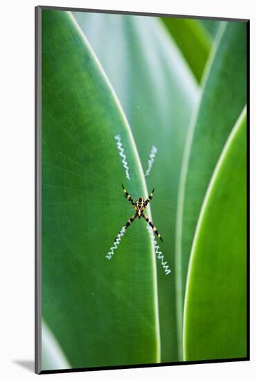 Agave Growing with Spider Web Attached-Terry Eggers-Mounted Photographic Print