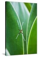 Agave Growing with Spider Web Attached-Terry Eggers-Stretched Canvas