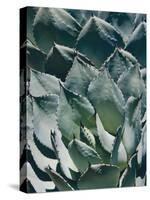 Agave I-Rachel Perry-Stretched Canvas