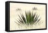 Agave I-Douglas Taylor-Framed Stretched Canvas