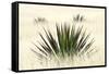 Agave I-Douglas Taylor-Framed Stretched Canvas