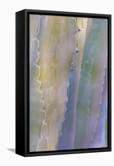 Agave I-Kathy Mahan-Framed Stretched Canvas