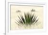 Agave I-Douglas Taylor-Framed Photographic Print