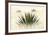 Agave I-Douglas Taylor-Framed Photographic Print