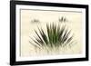 Agave I-Douglas Taylor-Framed Photographic Print