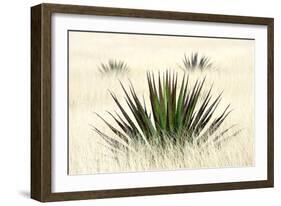 Agave I-Douglas Taylor-Framed Photographic Print