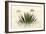 Agave I-Douglas Taylor-Framed Photographic Print