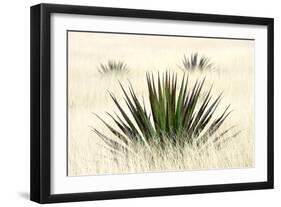 Agave I-Douglas Taylor-Framed Photographic Print