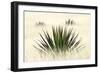 Agave I-Douglas Taylor-Framed Photographic Print