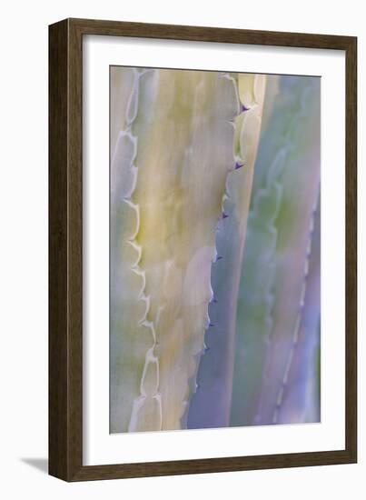 Agave I-Kathy Mahan-Framed Photographic Print