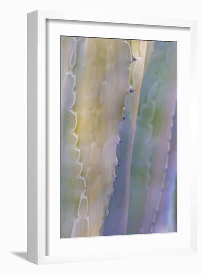 Agave I-Kathy Mahan-Framed Photographic Print