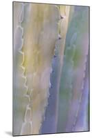 Agave I-Kathy Mahan-Mounted Photographic Print