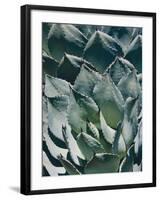 Agave I-Rachel Perry-Framed Photographic Print