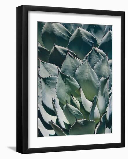 Agave I-Rachel Perry-Framed Photographic Print