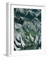 Agave I-Rachel Perry-Framed Photographic Print