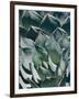 Agave I-Rachel Perry-Framed Photographic Print