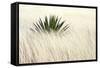 Agave II-Douglas Taylor-Framed Stretched Canvas