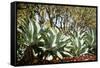 Agave II-Erin Berzel-Framed Stretched Canvas