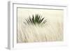 Agave II-Douglas Taylor-Framed Photographic Print