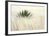 Agave II-Douglas Taylor-Framed Photographic Print