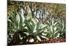 Agave II-Erin Berzel-Mounted Photographic Print