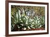 Agave II-Erin Berzel-Framed Photographic Print