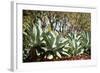 Agave II-Erin Berzel-Framed Photographic Print