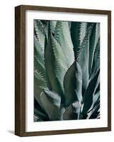 Agave II-Rachel Perry-Framed Photographic Print